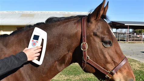 equine livestock rfid chips and reader|microchips for horses.